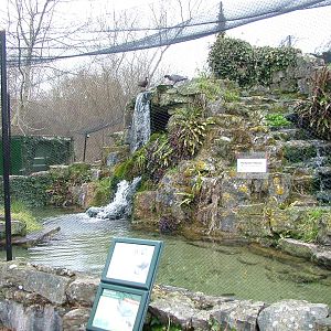 New Zealand Waterfalls exhibit at Arundel WWT 13/03/10