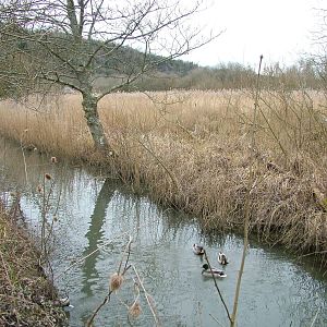Reedbed at Arundel WWT 13/03/10