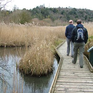 Reedbed walk at Arundel WWT 13/03/10