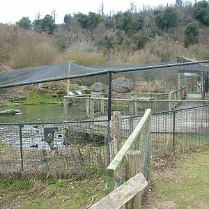 Myvatn Pen at Arundel WWT 13/03/10