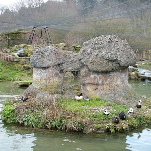Myvatn Pen at Arundel WWT 13/03/10