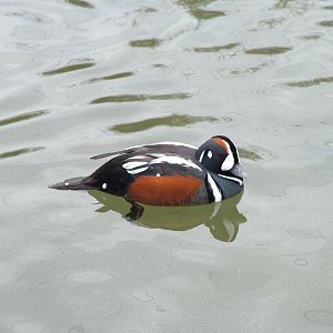 Harlequin Duck at Arundel WWT 13/03/10