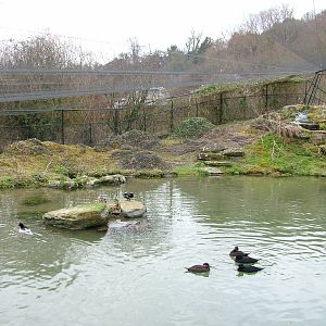 Myvatn Pen at Arundel WWT 13/03/10