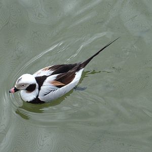 Long-tailed Duck at Arundel WWT 13/03/10