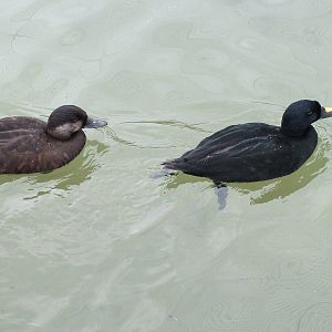 Common Scoter pair at Arundel WWT 13/03/10