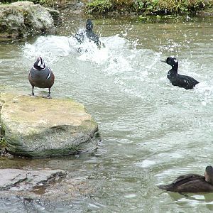 Harlequin Duck and Common Scoters - Myvatn pen at Arundel WWT 13/03/10