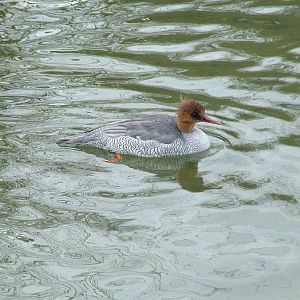 Scaly-sided Merganser (female) at Arundel WWT 13/03/10