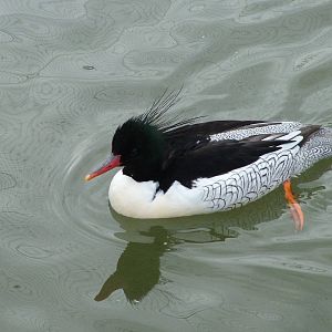Scaly-sided Merganser (male) at Arundel WWT 13/03/10
