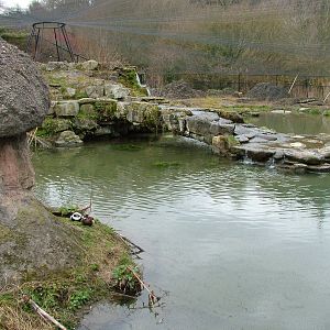 Myvatn pen at Arundel WWT 13/03/10