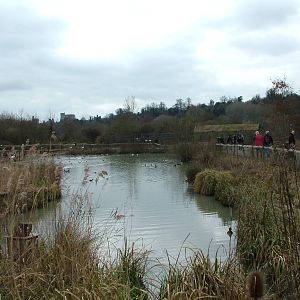 Arctic Tundra Pen at Arundel WWT 13/03/10