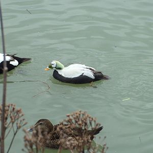 Eiders at Arundel WWT 13/03/10