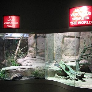 Wildlife World 2007 - Exhibits for the most venomous land snakes