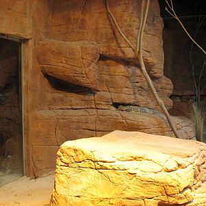 Wildlife World 2007 - Perentie exhibit