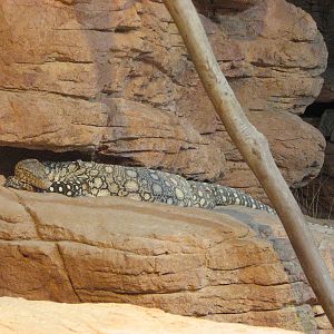 Wildlife World 2007 - Perentie