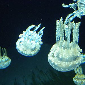 Jellies Invasion