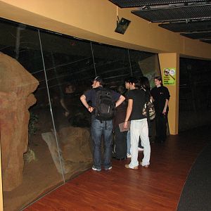 Wildlife World 2007 - Yellow-footed Rock-wallaby exhibit