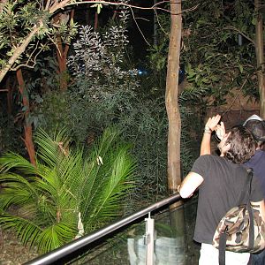 Wildlife World 2007 - Koala exhibit