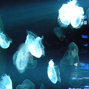 Jellies Invasion