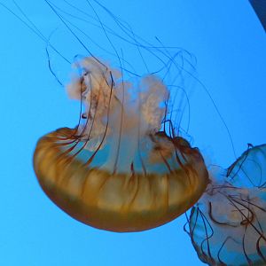 Jellies Invasion