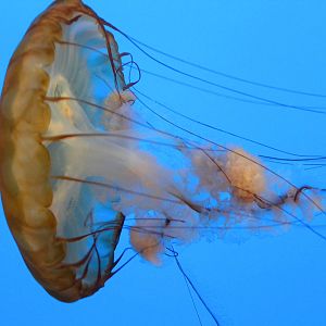Jellies Invasion