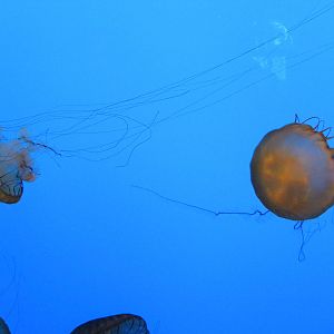 Jellies Invasion