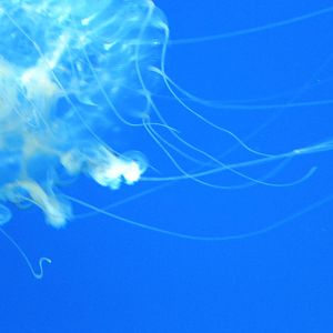 Jellies Invasion
