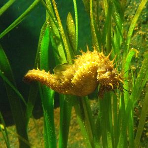 SeaHorse
