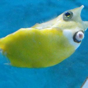 Cowfish
