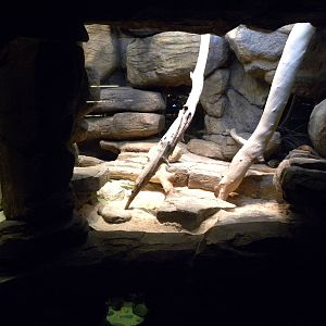 Australia: Wild Extremes