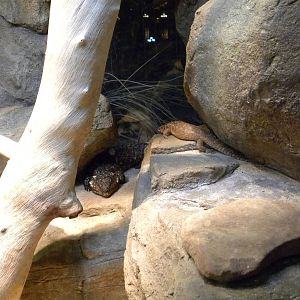 Australia: Wild Extremes