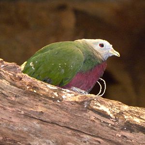 Australia: Wild Extremes