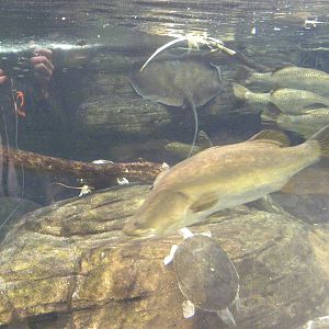 Australia: Wild Extremes