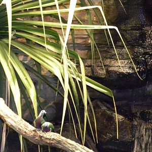 Australia: Wild Extremes