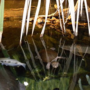 Australia: Wild Extremes