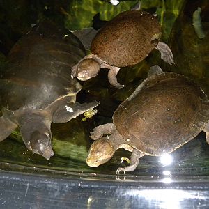 Australia: Wild Extremes