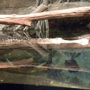 Australia: Wild Extremes