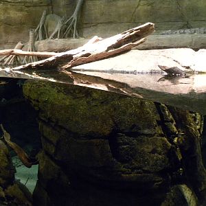 Australia: Wild Extremes