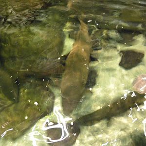 Australia: Wild Extremes