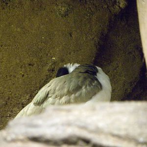 Australia: Wild Extremes