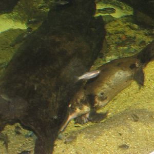 Sydney Aquarium 2007 - Platypus