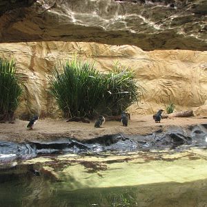 Sydney Aquarium 2007 - Fairy Penguin exhibit