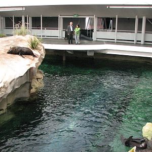 Sydney Aquarium 2007 - Indoor mixed Pinniped pool