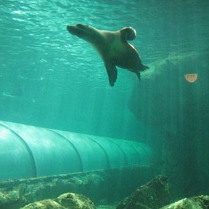Sydney Aquarium 2007 - Australian Sea Lion in the mixed Pinniped pool