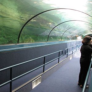 Sydney Aquarium 2007 - The best shark tunnel I have ever experienced