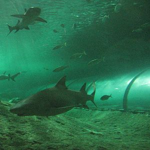 Sydney Aquarium 2007 - Inside the shark and ray tank