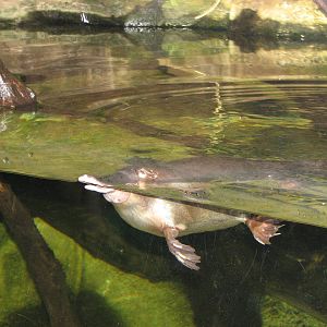 Sydney Aquarium 2007 - Platypus