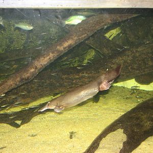 Sydney Aquarium 2007 - Platypus