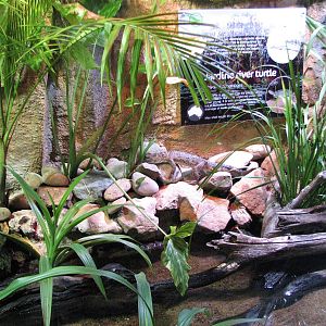 Sydney Aquarium 2007 - Freshwater Crocodile