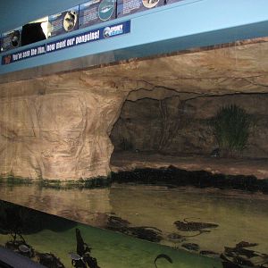 Sydney Aquarium 2007 - Fairy Penguin exhibit in the evening