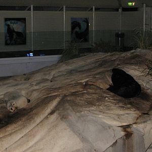 Sydney Aquarium 2007 - Sea Lion and Fur Seal sleeping